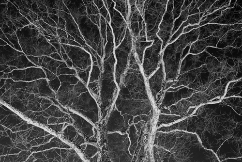 Sycamore at Night Bloomfield New Jersey (5919BWSA).jpg